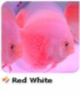 red white02