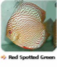 redspotted green