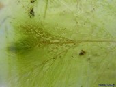 utricularia foliosa