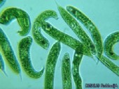 euglenophyta