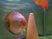Pigeon spotted male diskus discus