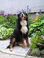 Bernski plansarski pes